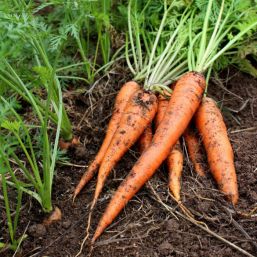 Beneficios de la raíz de zanahoria