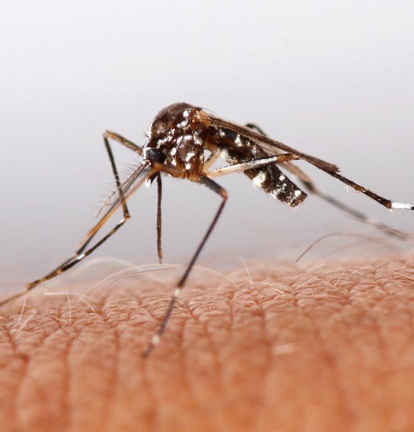 Guerrero refuerzan combate a mosco transmisor