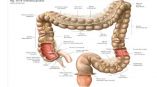 Enfermedad Inflamatoria Intestinal podría incrementarse en mexicanos