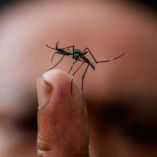 EU ve cerca la llegada del zika