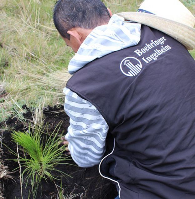 Siembran hasta 50 mil árboles para combatir deforestación