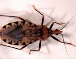 Desinformación dificulta detección temprana del mal de Chagas