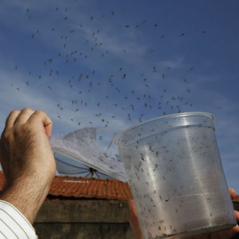 ¿Cómo controlar mosquitos transmisores de enfermedades?