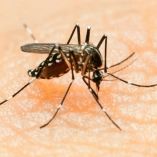 OMS pone en marcha plan global contra el zika