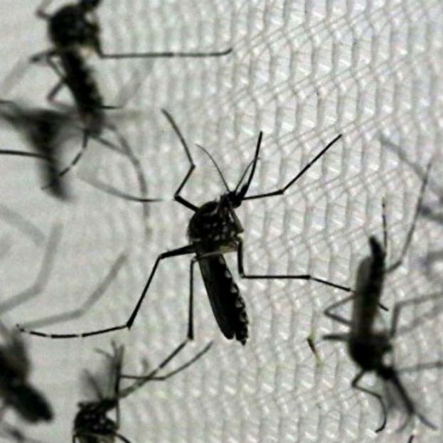 Confirman transmisión sexual de zika