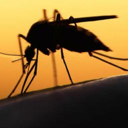 OMS confirma llegada de zika a África