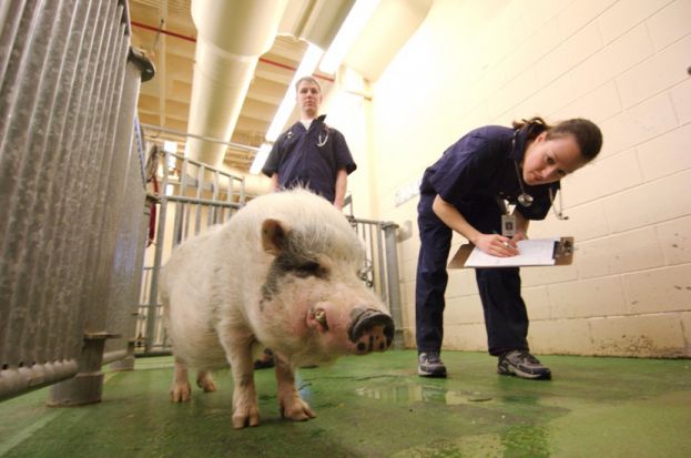 Industria Farmacéutica Veterinaria, clave para México