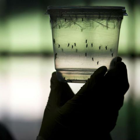 Piden fondo de emergencias contra zika