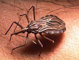 Descubren nuevo método para diagnosticar mal de Chagas