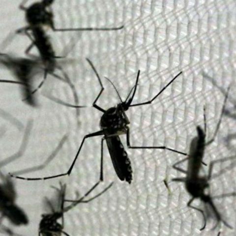 Imagen 3D del zika aceleraría su vacuna