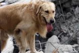 Ofrecen atención y comida gratuita a mascotas afectadas por el Sismo