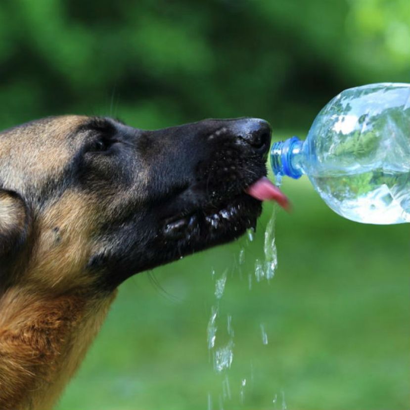 Cuida a tu mascota por ola de calor