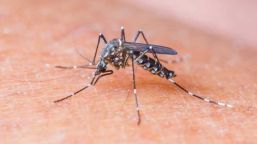 Paraná, el primer estado en América en vacunar contra el dengue