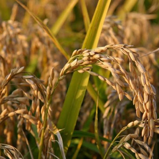 Intolerancia al gluten, grave para la salud