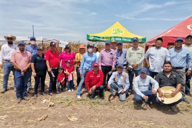 Gruma impulsa producción de maíz en Tamaulipas