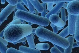 Analizan resistencia antimicrobiana