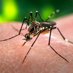 Zika: los saldos a un año