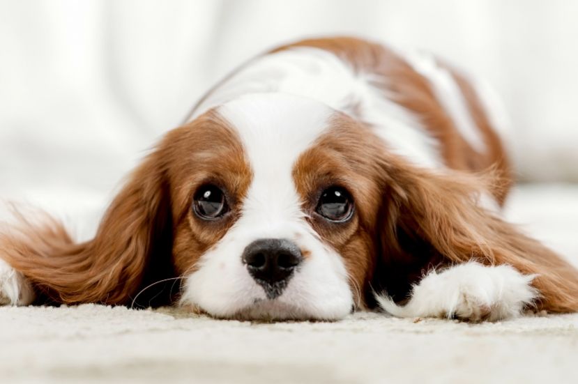 Mascotas contribuyen en la salud física y mental