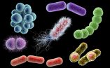 Bacterias, el punto crítico