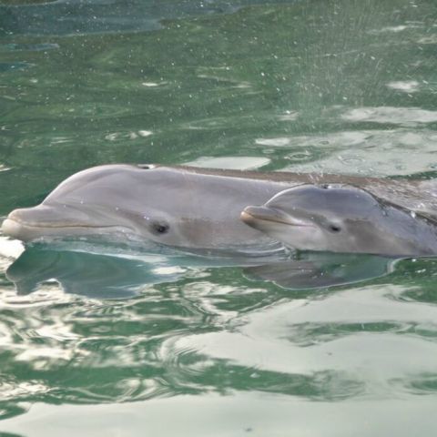 #DolphinMiracle celebra 100 nacimientos