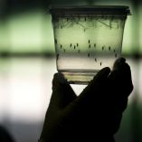 SSa refuerza acciones contra el zika