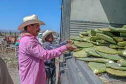 Impulsa Agricultura viveros de nopal en Zacatecas