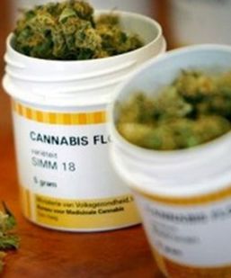 Llega a 58 los permisos para portar fármacos de Cannabis